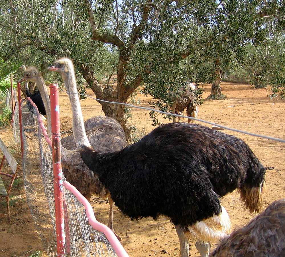 Port El Kantaoui