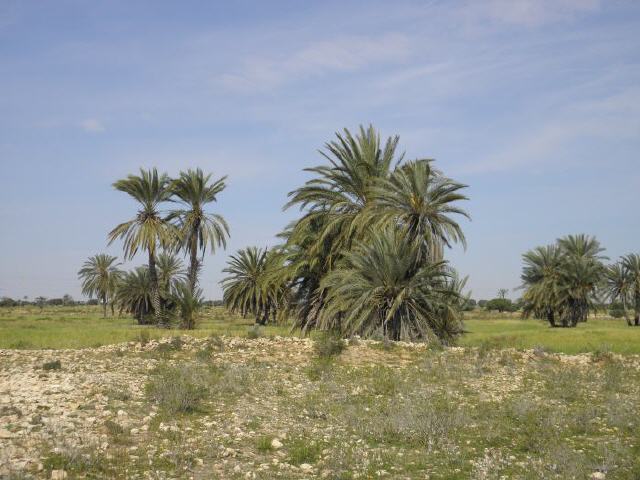 Insel Djerba