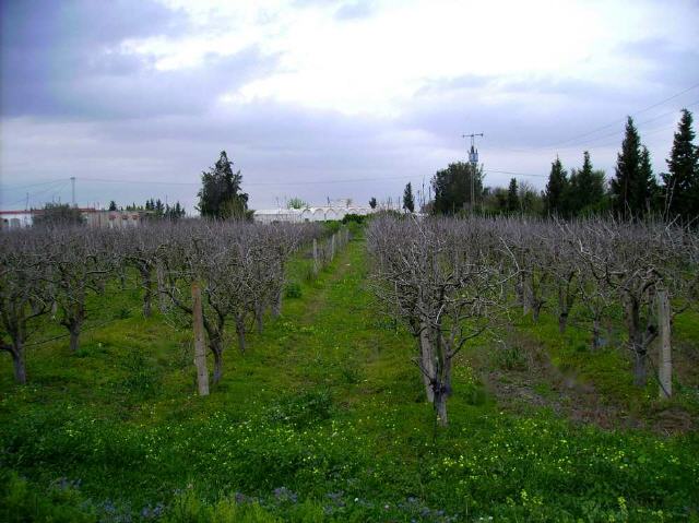 Tunesien - Weinbau