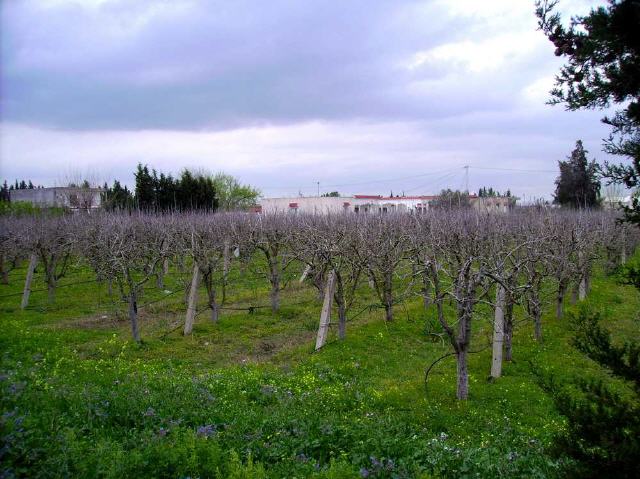 Tunesien - Weinbau